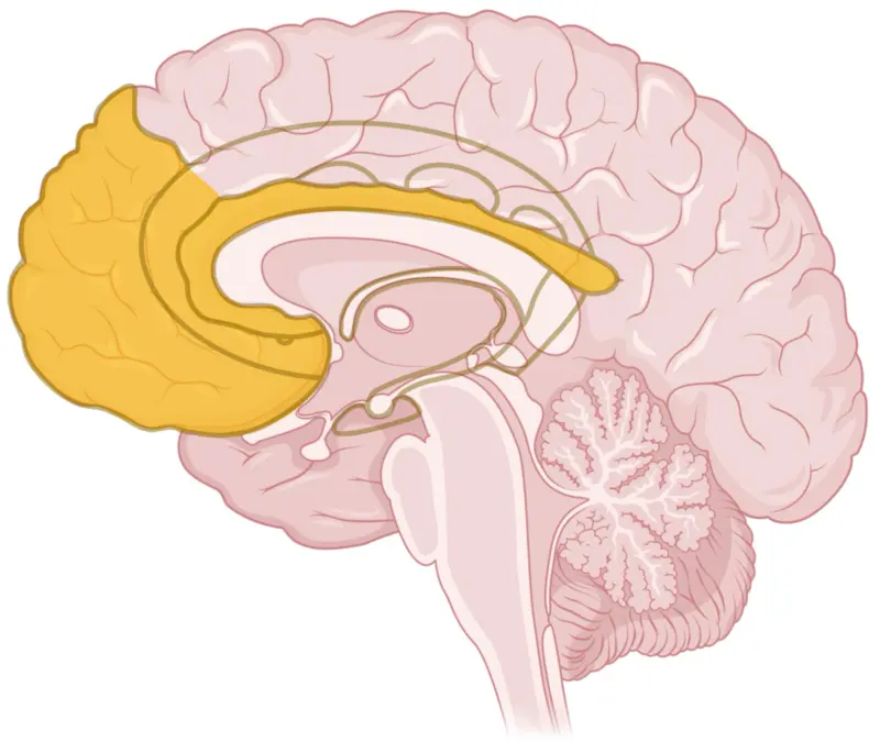 Maintained emotional regulation 